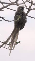 Speckled Mousebird