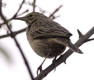 Grassland Pipit