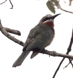 White Fronted Bee Eater