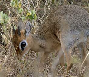 Kirk's DikDik