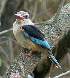 Grey Headed Kingfisher