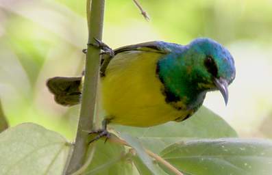 Collared Sunbird