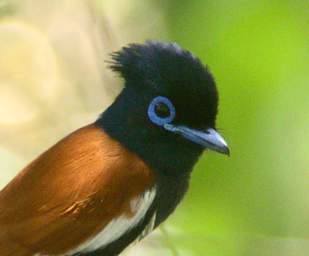 African Paradise Flycatcher