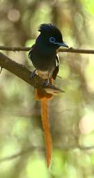 African Paradise Flycatcher