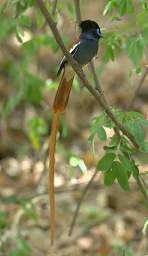 African Paradise Flycatcher