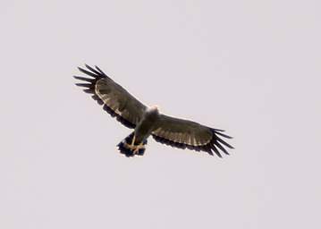 African Harrier Hawk