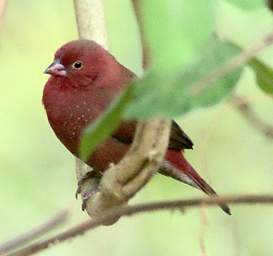 Red Billed Fire Finch