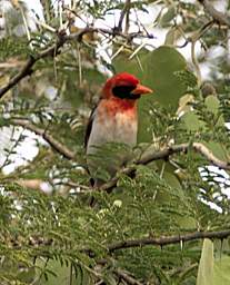 Red Headed Weaver