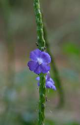 Kiota Nest Flower Xxx Blue