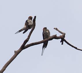 Lesser Striped Swallow