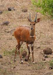 Lk Manyara Bushbuck