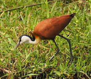 African Jacana