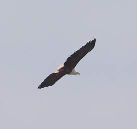 African Fish Eagle