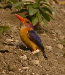 African Pygmy Kingfisher