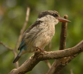 Brown Hooded Kingfisher