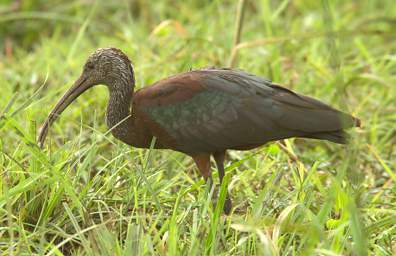 Glossy Ibis