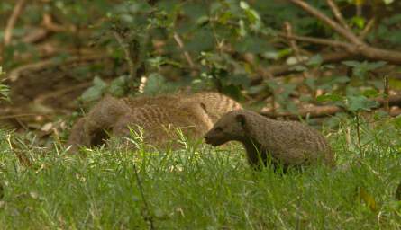 Banded Mongoose