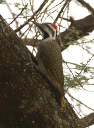 Bearded Woodpecker