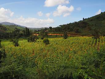 NEMts Sunflowers