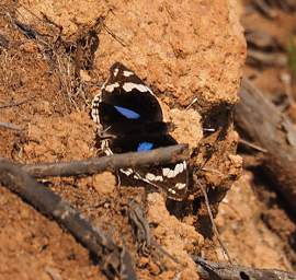 Butterfly Xxx