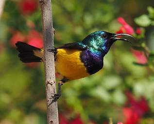  Variable Sunbird