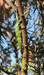 Chameleon Usambara Two Horned