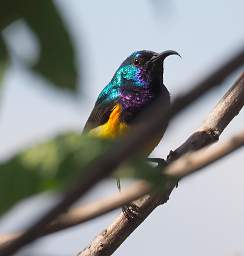  Variable Sunbird