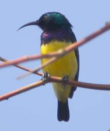  Variable Sunbird