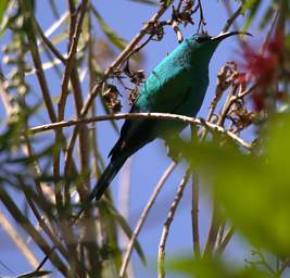  Malachite Sunbird