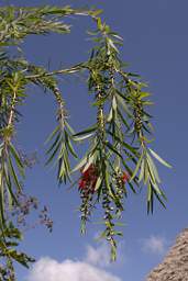 Bottlebrush