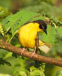 Baglafecht Weaver