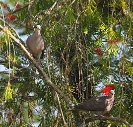 Ring Necked Dove