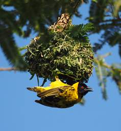 Black Headed Weaver