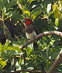 Brown Breasted Barbet