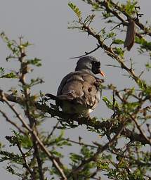 Namaqua Dove