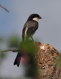 Long Tailed Fiscal Shrike