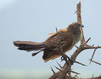 Black Coucal