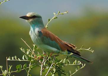 European Roller