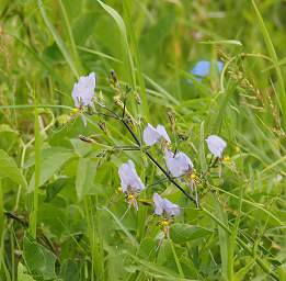 Flower Xxx Blue