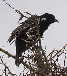 Red Billed Buffalo Weaver