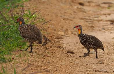 Yellow Necked Spurfowl