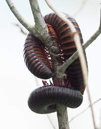 Millipede