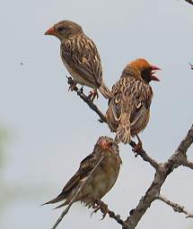 Red Billed Quelea