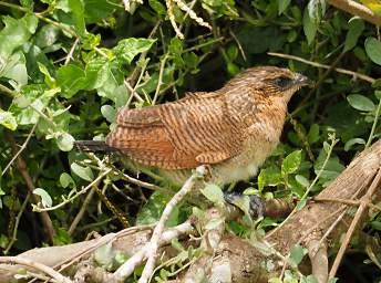 Black Coucal