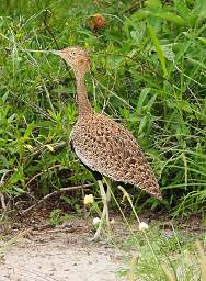 White Bellied Bustard