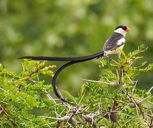 Pin Tailed Wydah