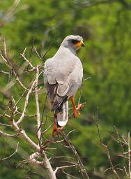 Eastern Chanting Goshawk