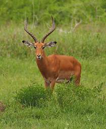 Mkomazi Impala