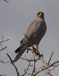 Eastern Chanting Goshawk