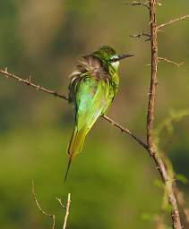 Little Bee Eater